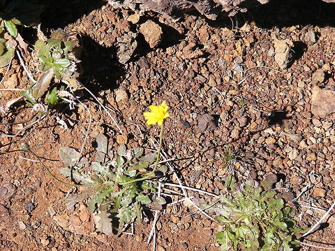 just like a  dandelion or hawks'beard This little plant was bravely flowering at the  summit of Piton de la Fornaise  Geotagged,Reunion,Winter