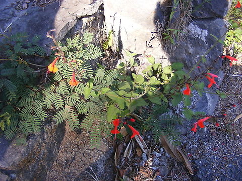 small red flowers on stone wall Taken from above the wall, hence the shadow! Geotagged,Reunion,Salvia coccinea,Winter