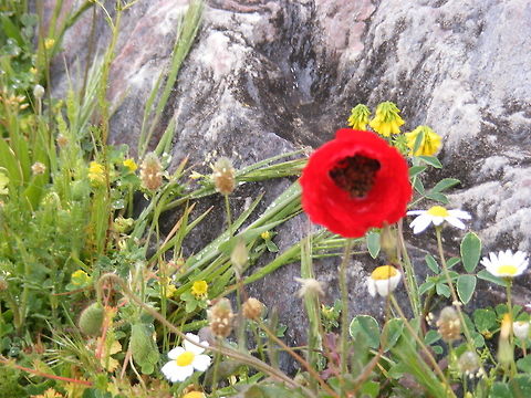 A very beautiful 'poppy' anemone found in Ephesus amongst ancient ruins This anemone looks so much like a double poppy!  But what a brave little flower............ I wonder if St.Paul noticed these growing when he was here? Anemone coronaria,Anemone ranunculoides,Geotagged,Papaver rhoeas,Poppy anemone,Turkey,Winter