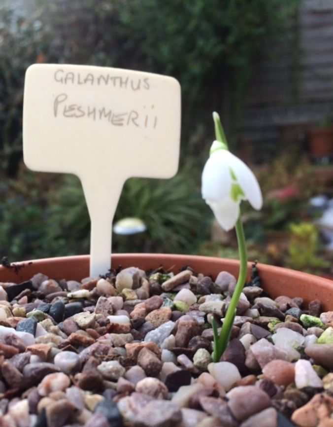 Rare Autumn snowdrop This is Galanthus peshenii from Turkey. It grows in the wild in a very few places in Antalya. This specimen is from a single bulb bought from a galanthus grower in England.   Fall,Galanthus peshmenii,Geotagged,United Kingdom