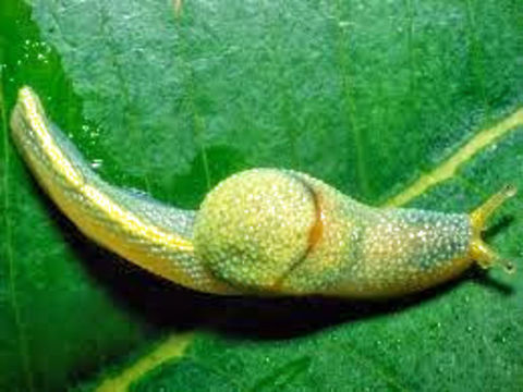 Name: Long-tailed slug; Ninja slug; Ibycus rachelaey Here's a  picture of a fabulous slug!  Found in Sabah, Borneo.  Borneo,Ibycus rachelae,Sabah