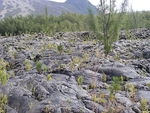 Reclaiming life in the lava flow Cowpat or pahoehoe flows with various ferns and plants growing on the island of Reunion Geotagged,Reunion,Winter,volcanoes