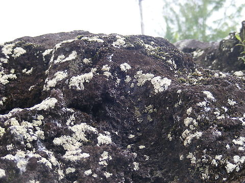 lichen on volcanic rocks Lichen and other tiny plants growing on top of volcanic lava Geotagged,Reunion,Winter,volcano crater