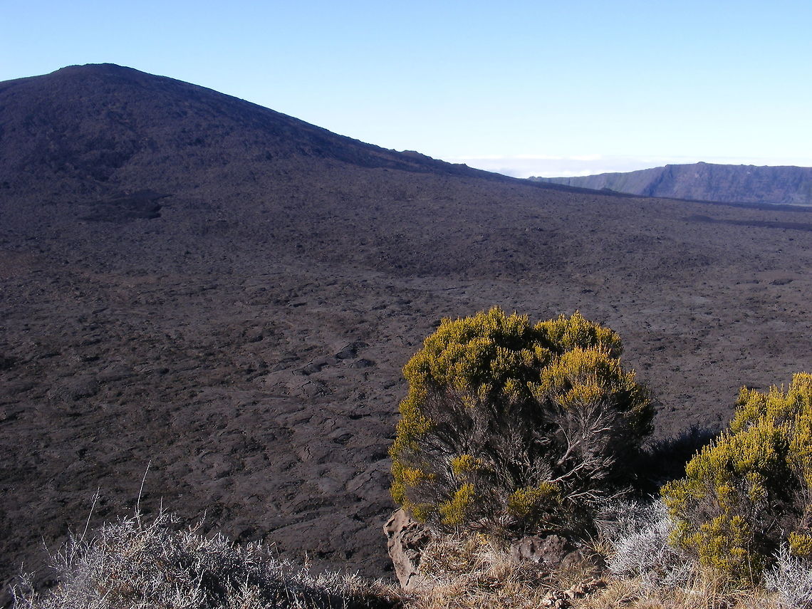 shrubs on the edge A volcanic landscape..... with pahoehoe lava flow Geotagged,Reunion,Winter