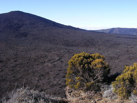 shrubs on the edge A volcanic landscape..... with pahoehoe lava flow Geotagged,Reunion,Winter