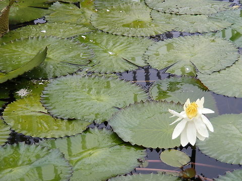 white waterlily This water lily has flat leaves unlike the giant water lily which has raised edges Geotagged,Mauritius,Winter