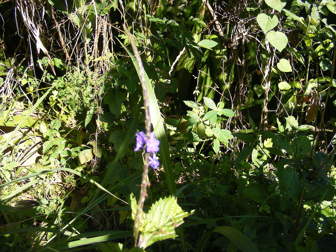 Another Chinese Forget-me-not? Not the same location but another day another stop.  Réunion.  Winter.