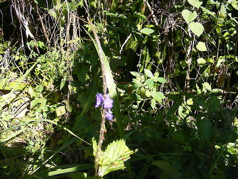 Another Chinese Forget-me-not? Not the same location but another day another stop.  Réunion.  Winter.