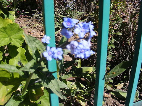 a forget-me-not or not? Spotted growing through railings in Reunion, it looks like a Myosotis but I'm not sure  Can anyone enlighten  me please? Indian Ocean,Reunion,Winter