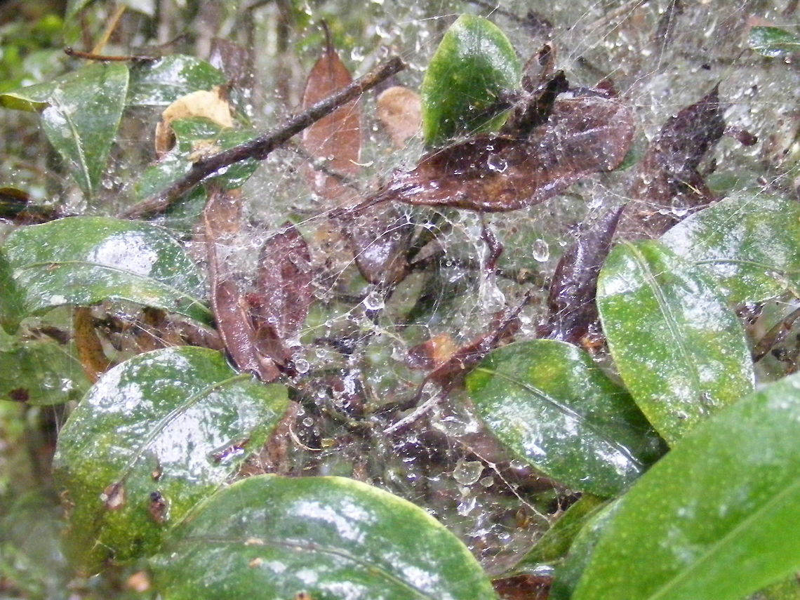 On the rainforest floor. Water droplets in a web on a path to the top of a very steep climb! Madagascar,Winter