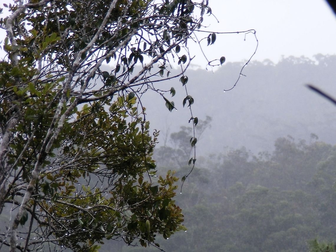 Rainforest morning mist. We trekked up a mountain path in the rainforest,in the rain,and were greeted by this view in a clearing.   Geotagged,Madagascar,Winter