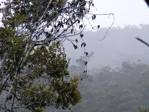 Rainforest morning mist. We trekked up a mountain path in the rainforest,in the rain,and were greeted by this view in a clearing.   Geotagged,Madagascar,Winter