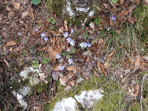 Small blue flowers Taken near the footpath at the Plitvice Lakes. Our guide said they were forget-me-nots but the leaves are different to other forget-me-nots I have seen Anemone hepatica,Croatia,Fall,Geotagged,Plitvice Lakes 2007