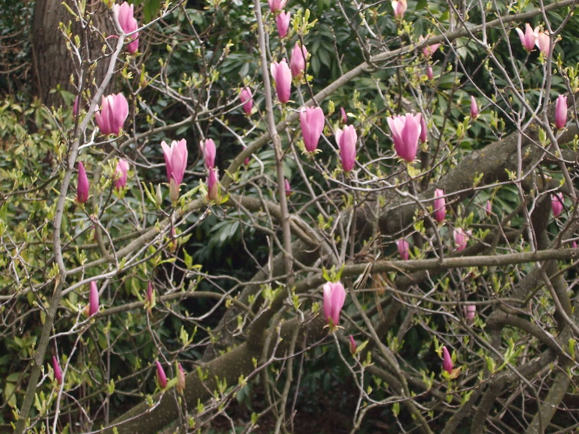 Pink Magnolia? Possibly a  magnolia Croatia,Fall,Geotagged,Magnolia × soulangeana,Saucer magnolia