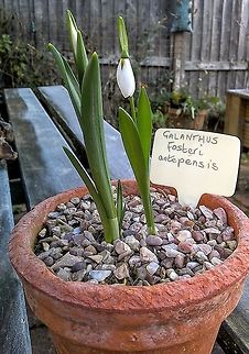 Galanthus fosteri