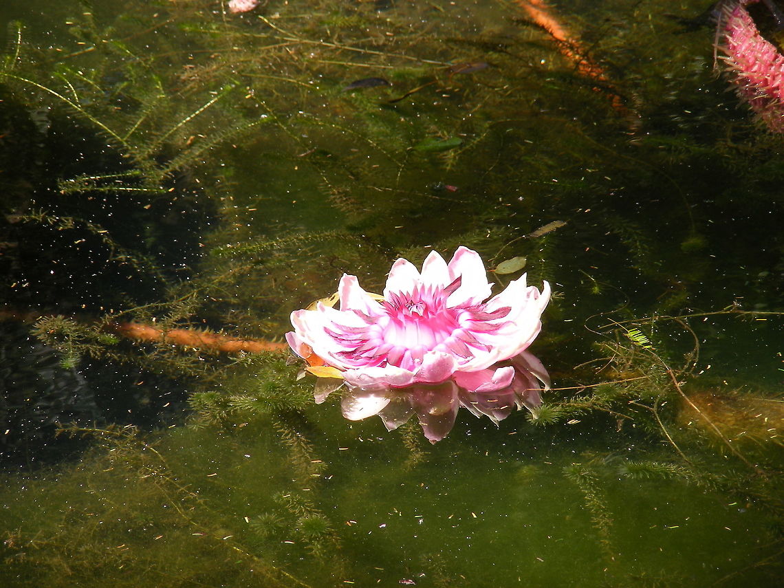Pink waterlilly  This picture was taken in Pamplemousses Gardens in Mauritius. Geotagged,Indian Ocean,Mauritius,Nymphaeaceae,Queen Victorias water lily,Victoria amazonica,Winter