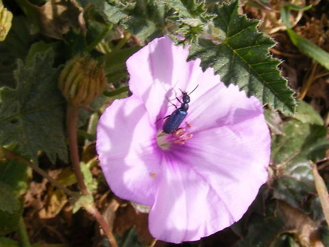 blue beetle on a pink flower A lovely spotted beetle on a pink flower.  March 2017,Morocco