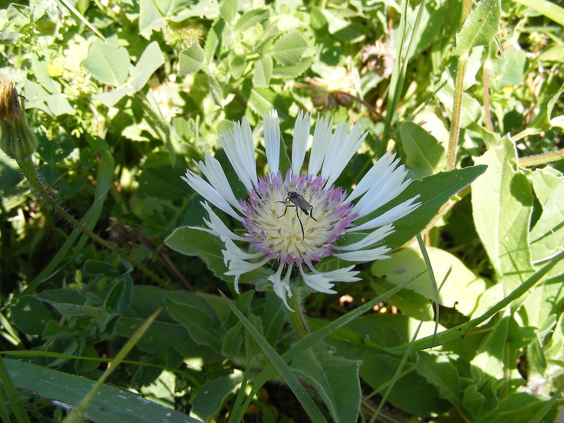 Fly on a flower This little fellow sat long enough for me to snap him! 2017,Centaurea,Morocco,Spring 2017