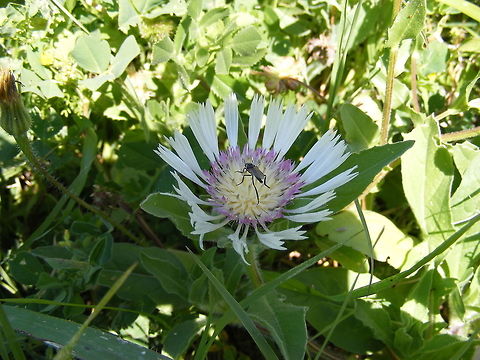 Fly on a flower This little fellow sat long enough for me to snap him! 2017,Centaurea,Morocco,Spring 2017