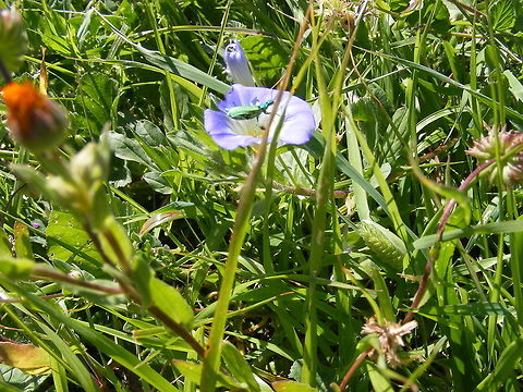 Irridescent insect on another blue flower Taken in the same piece of wasteground as the previous pictures March 2017,Morocco