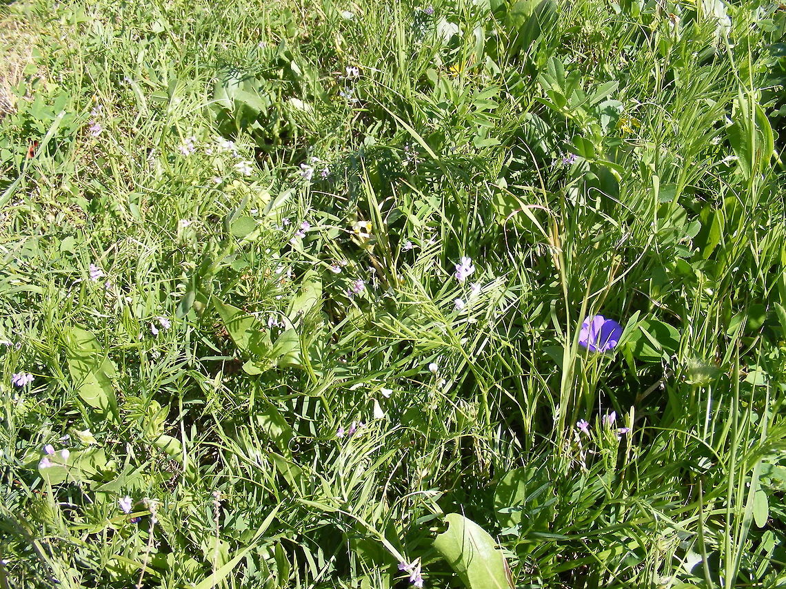 a wonderful selection of flowers and foliage A surprising amount of small vegetation on wasteground, worth exploring! March 2017,Morocco
