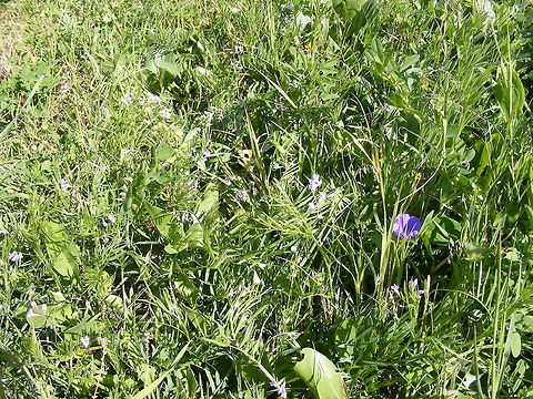 a wonderful selection of flowers and foliage A surprising amount of small vegetation on wasteground, worth exploring! March 2017,Morocco