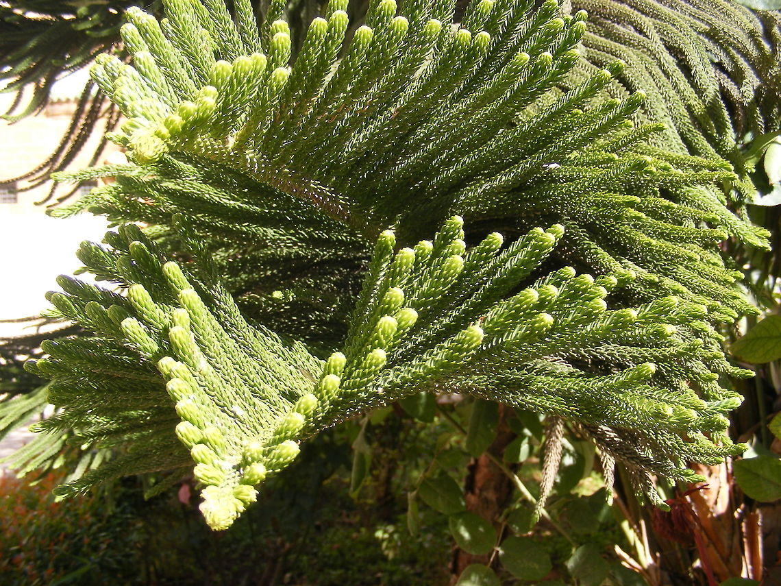 Beautiful fans  the leaf shapes of this tree are so wonderful  Morocco March 2017