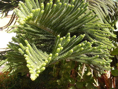 Beautiful fans  the leaf shapes of this tree are so wonderful  Morocco March 2017