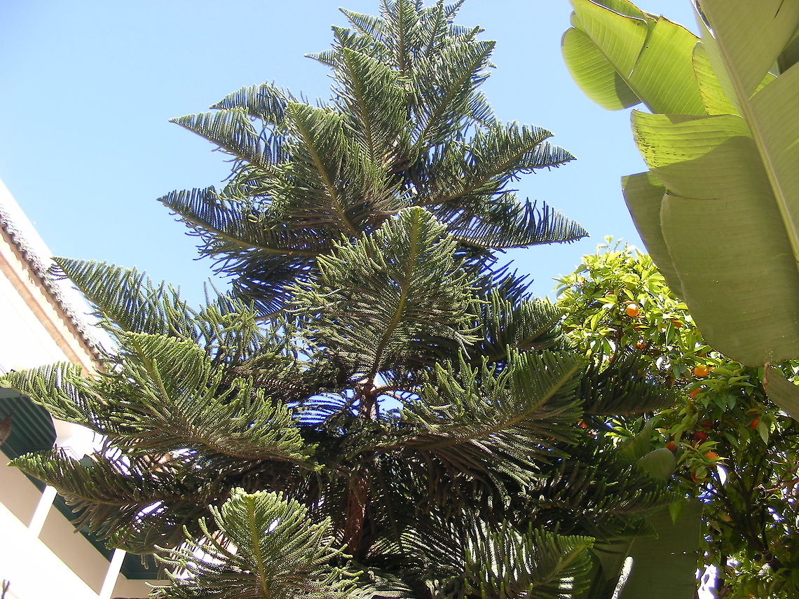 ferny tree This tree was in a courtyard of a government building, the  leaves make a  wonderful geometric pattern Morocco March 2017