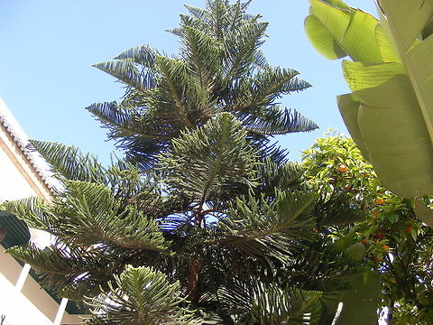 ferny tree This tree was in a courtyard of a government building, the  leaves make a  wonderful geometric pattern Morocco March 2017