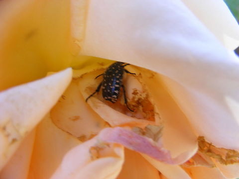 Spotted another spotted beetle in a spotted flower! Excuse the title!   A blue-black beetle on a flower Morocco March 2017,Oxythyrea funesta
