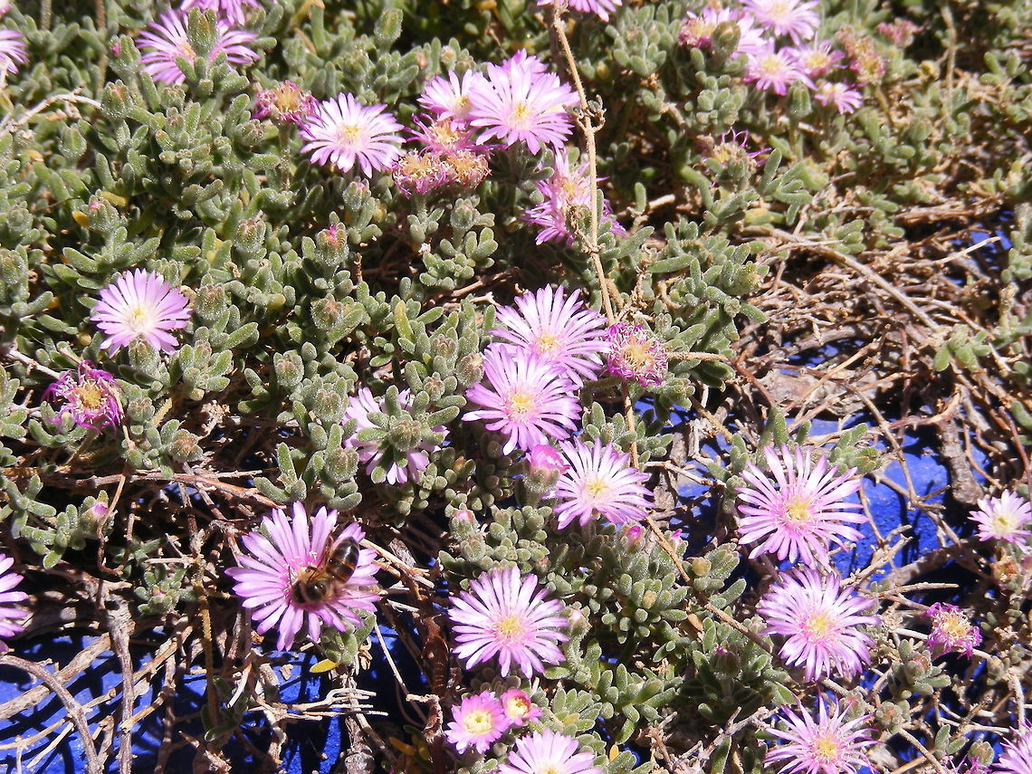 Bee seeking pollen on flower  Morocco March 2017