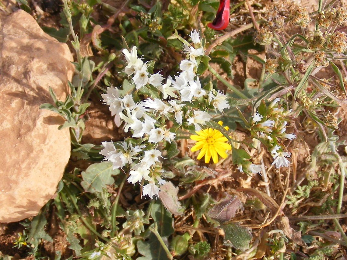Small white flowers surround bigger yellow flower! Captured in Morocco, the white flowers seem to surround the yellow flower as if to say &#039;This is our patch&#039; March 2017,Morocco