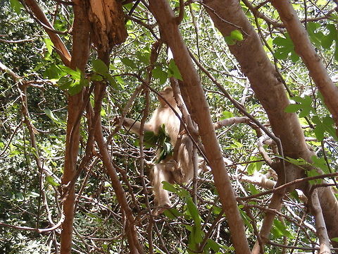 Barbary macaque Just one of the macaques in the trees Barbary macaque,Macaca sylvanus,Morocco April 2017