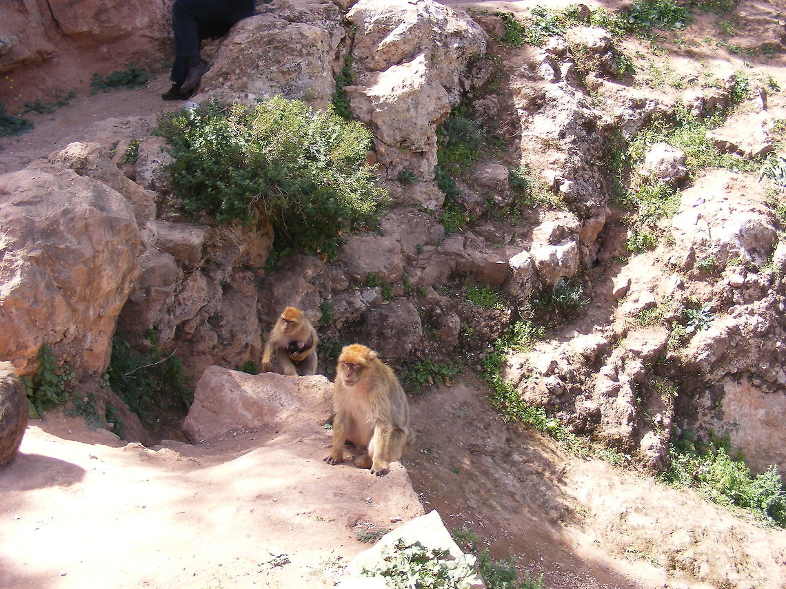 A family outing Love the tiny baby! Barbary macaque,Macaca sylvanus,Morocco April 2017