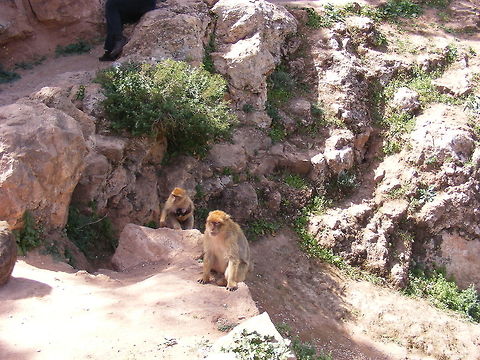 A family outing Love the tiny baby! Barbary macaque,Macaca sylvanus,Morocco April 2017