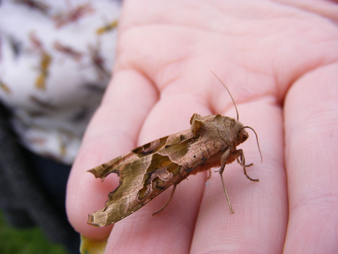 A Moth in hand Found on a fushia cutting in my greenhouse Angle Shades,Geotagged,Phlogophora meticulosa,Spring,United Kingdom