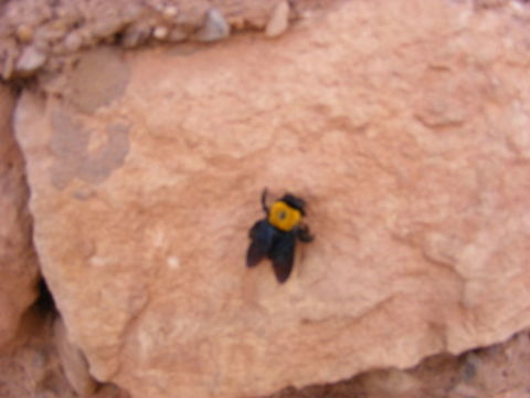 Carpenter Bee - Xylocopa sp. Bit of a fuzzy photo but this bumblebee sized fly (I think) didn't stay long enough for me to focus the shot very well
(Not a fly - see discussion below) Apidae,Apocrita,Apoidea,Carpenter Bee,Morocco April 2017,Xylocopa,Xylocopinae,flying insect