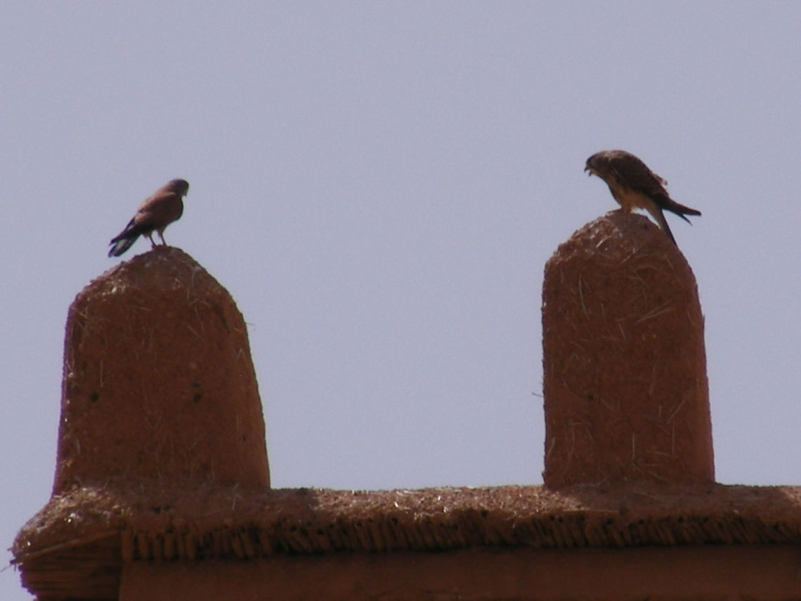 You'll never guess what I've just seen! I zoomed in onto these birds and I'm sure they were telling each other the daily news  Birds of prey,Falco naumanni,Lesser Kestrel,Morocco 2017