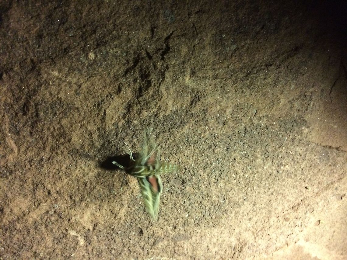 It wouldn't keep still! I realise this is not a good shot but is this a cicada?<br />
<br />
 Geotagged,Morocco,Spring