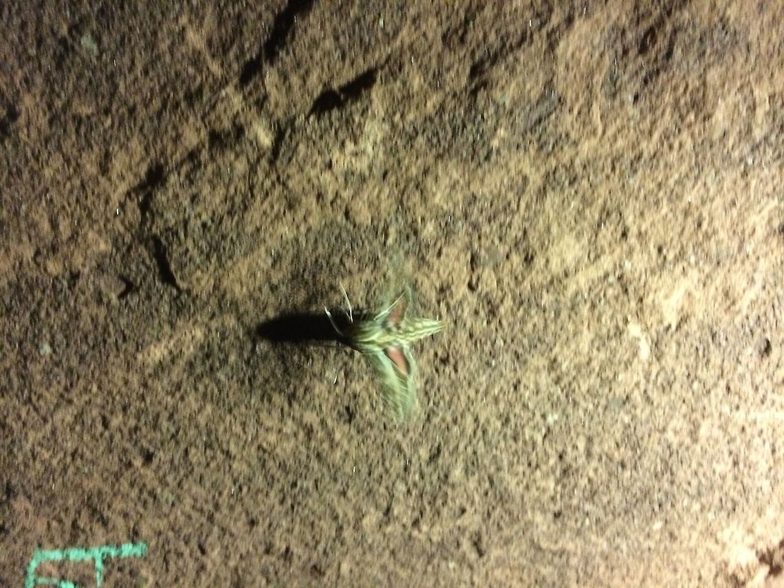 Cicada? Having never actually seen a cicada I would like to know if thisis my first sighting! Geotagged,Morocco,Spring