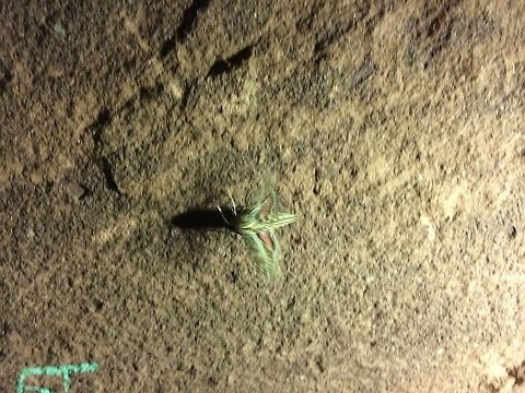 Cicada? Having never actually seen a cicada I would like to know if thisis my first sighting! Geotagged,Morocco,Spring