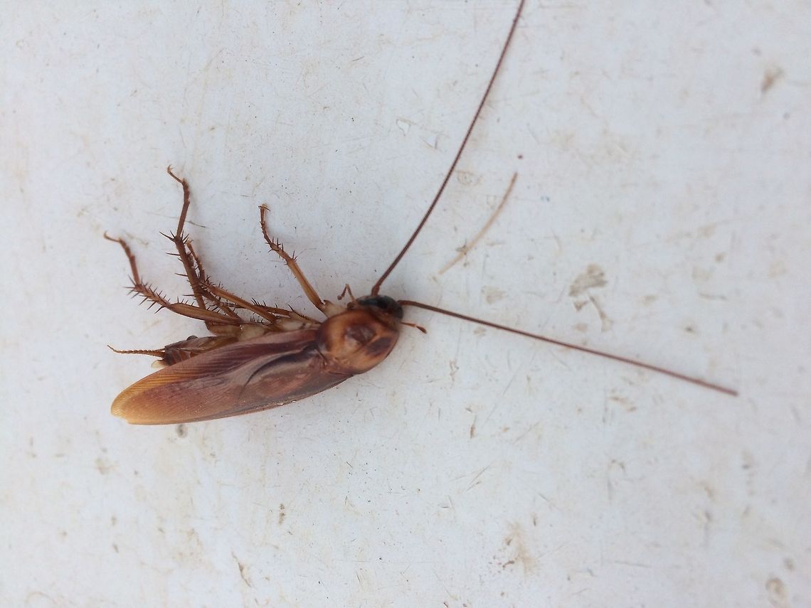Cockroach I&#039;m guessing this is a cockroach. Not seen one before! American cockroach,Blattodea,Geotagged,Morocco,Periplaneta,Periplaneta americana,Spring