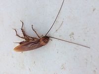 Cockroach I'm guessing this is a cockroach. Not seen one before! American cockroach,Blattodea,Geotagged,Morocco,Periplaneta,Periplaneta americana,Spring