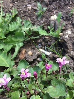 Tiny but pretty This ivy-leaved toadflax looked very pink in the sun and is larger than the very tiny purple variety.  Cymbalaria pallida,Geotagged,Ivy-leaved toadflax,Spring,United Kingdom