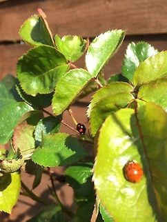 Two different disguises At first I thought I'd found a 22or18 spot ladybird. But seeing the black and red harlequin both have large white ,'eyes' 
Any thoughts on this one? Geotagged,Harmonia axyridis,Spring,United Kingdom
