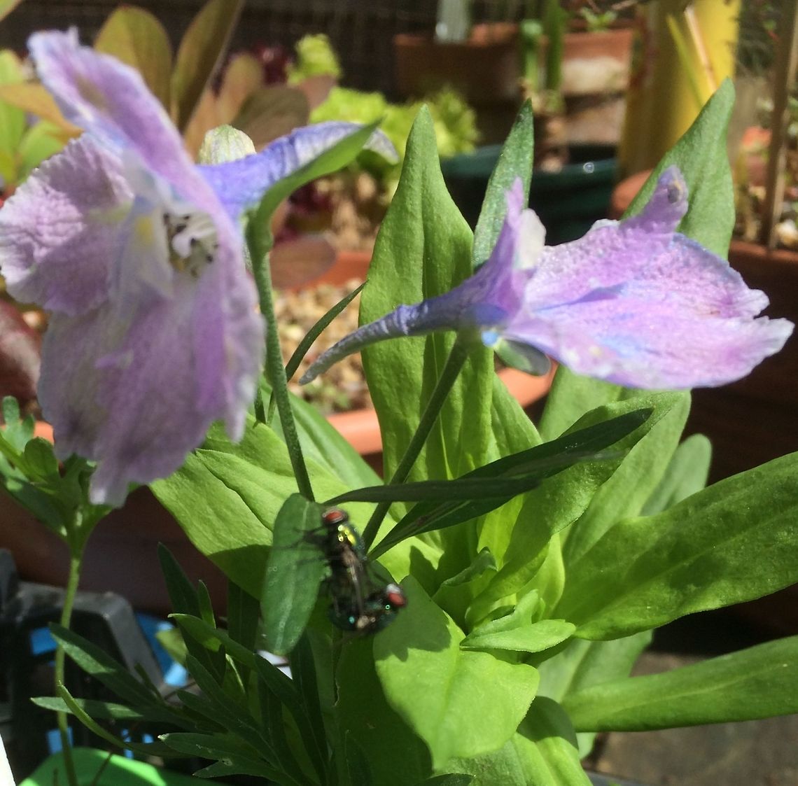 Flies and Delphinium Two green shiny flies enjoying the sun)among other things!) on delphinium 'Summer Blues' , a dwarf perennial.  Delphinium elatum,Delphinium grandiflorum,Fly,Geotagged,Spring,United Kingdom