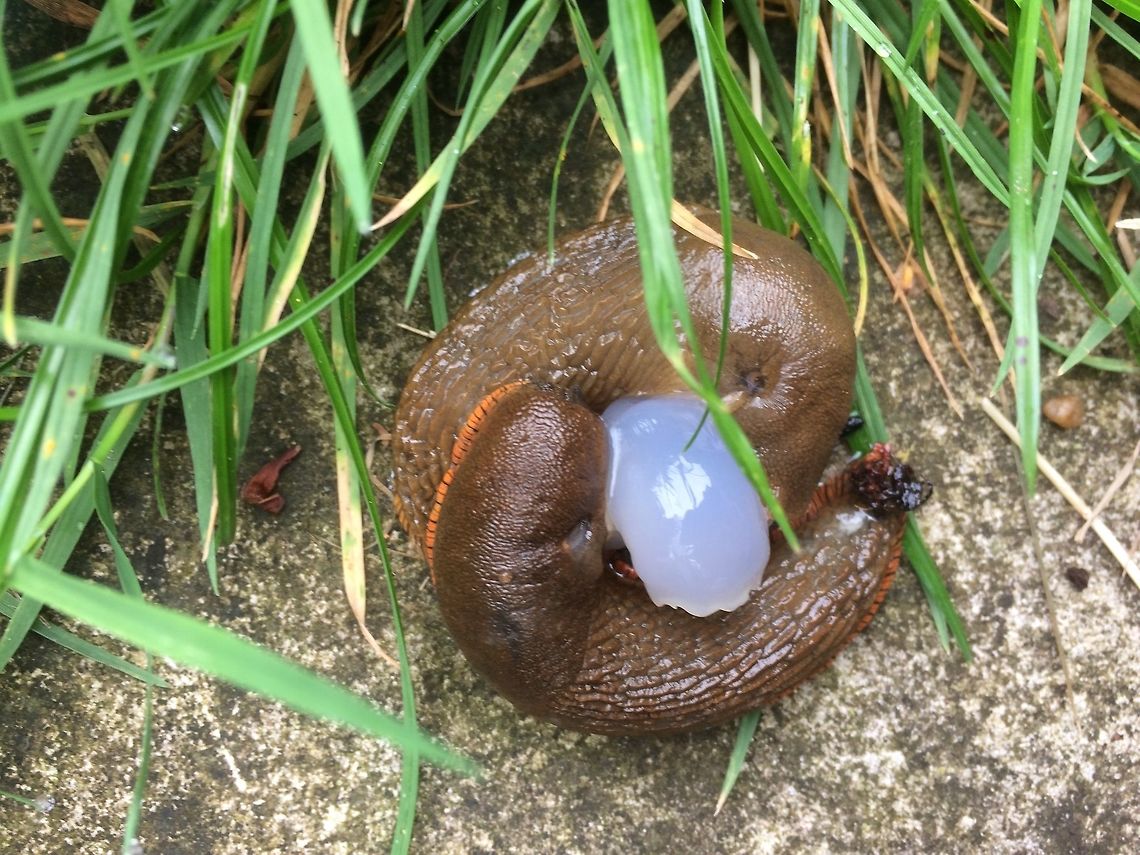 Slug  Party These two were caught mating in my garden. I also took a video on my iPhone but unfortunately don&#039;t know how to upload it.  It might be too long!  They withdrew their organs very slowly then shuffled around and disappeared into the grass Arion vulgaris,Geotagged,Spanish slug,Summer,United Kingdom,brown morph