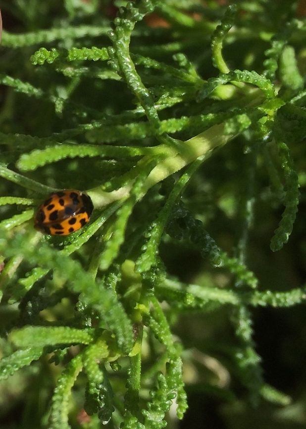 Ladybird with lots of spots A small ladybird with about 12 spots.<br />
It was difficult to count as some spots were merged. It did not look like a Harlequin.  Geotagged,Harmonia axyridis,Ladybird,Summer,United Kingdom