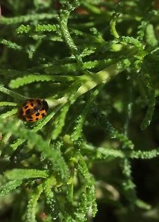 Ladybird with lots of spots A small ladybird with about 12 spots.
It was difficult to count as some spots were merged. It did not look like a Harlequin.  Geotagged,Harmonia axyridis,Ladybird,Summer,United Kingdom